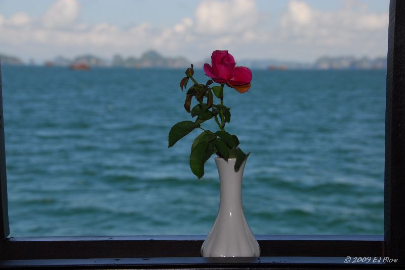 Halong Bay Rose.jpg